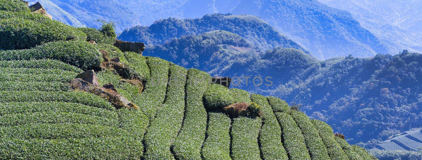 Beautiful green tea crop garden rows scene with blue sky and cloud, design concept for the fresh tea product background, copy space.