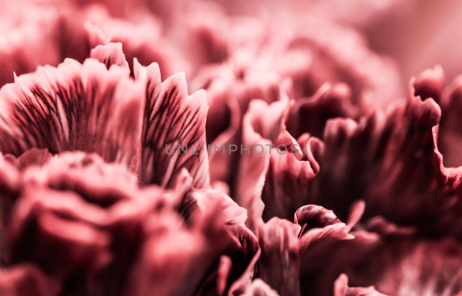 Abstract floral background, pink carnation flower. Macro flowers backdrop for holiday brand design by Olayola