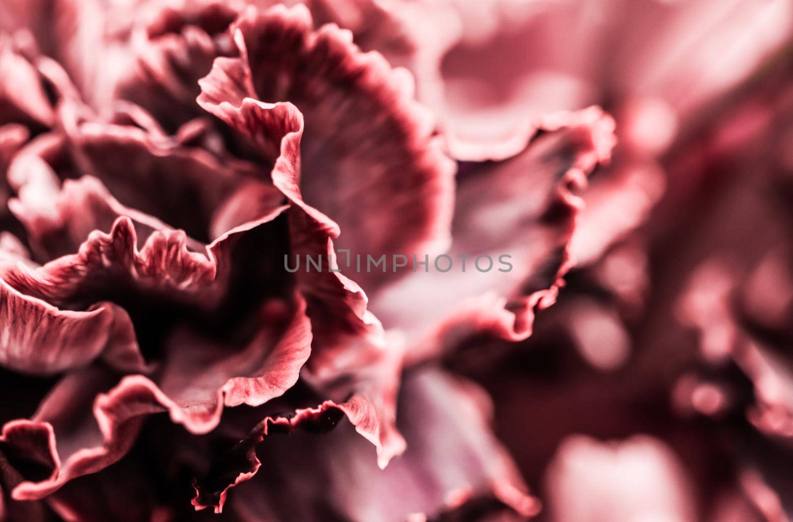 Abstract floral background, pink carnation flower. Macro flowers backdrop for holiday brand design by Olayola