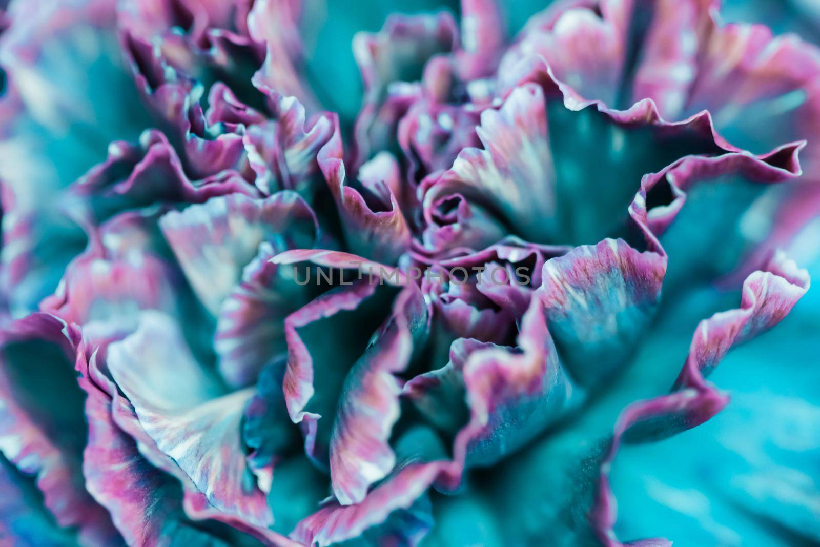 Abstract floral background, blue carnation flower. Macro flowers backdrop for holiday brand design by Olayola