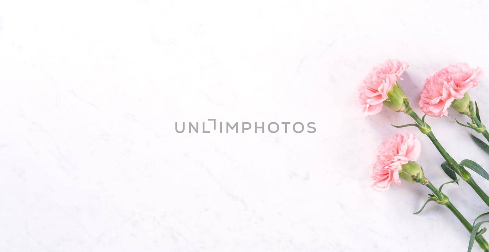 Beautiful, elegant pink carnation flower over bright white marble table background, concept of Mother's Day flower gift, top view, flat lay, overhead