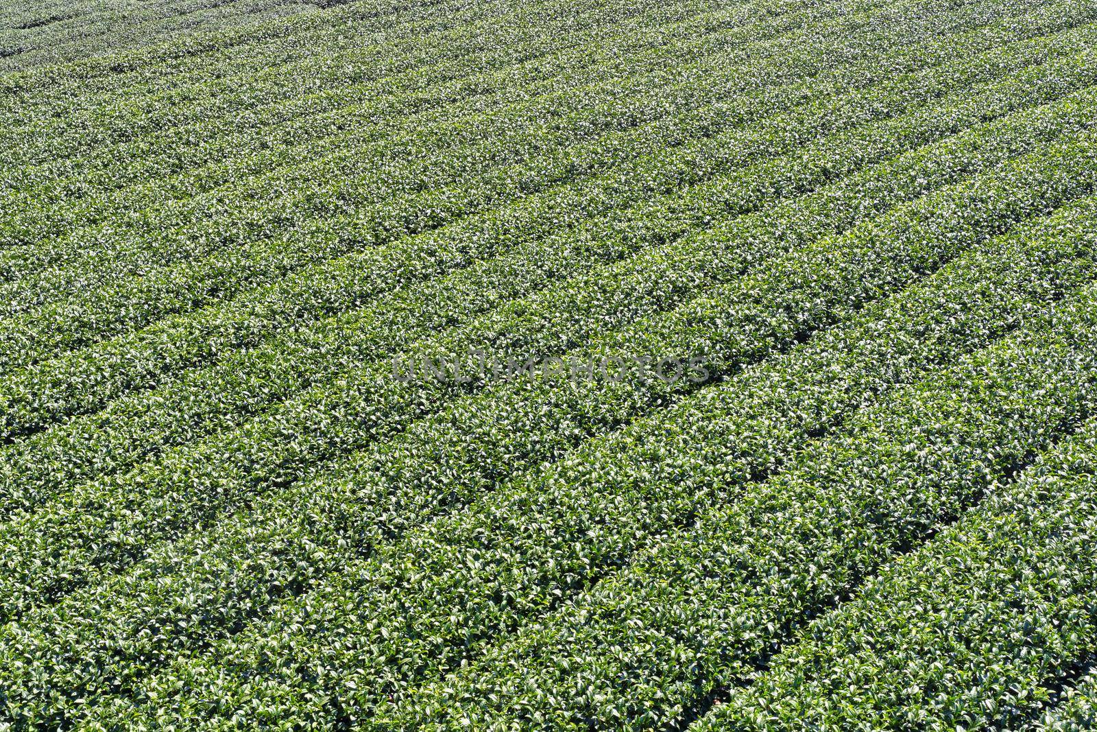 Beautiful tea garden rows scene isolated with blue sky and cloud, design concept for the tea product background, copy space, aerial view