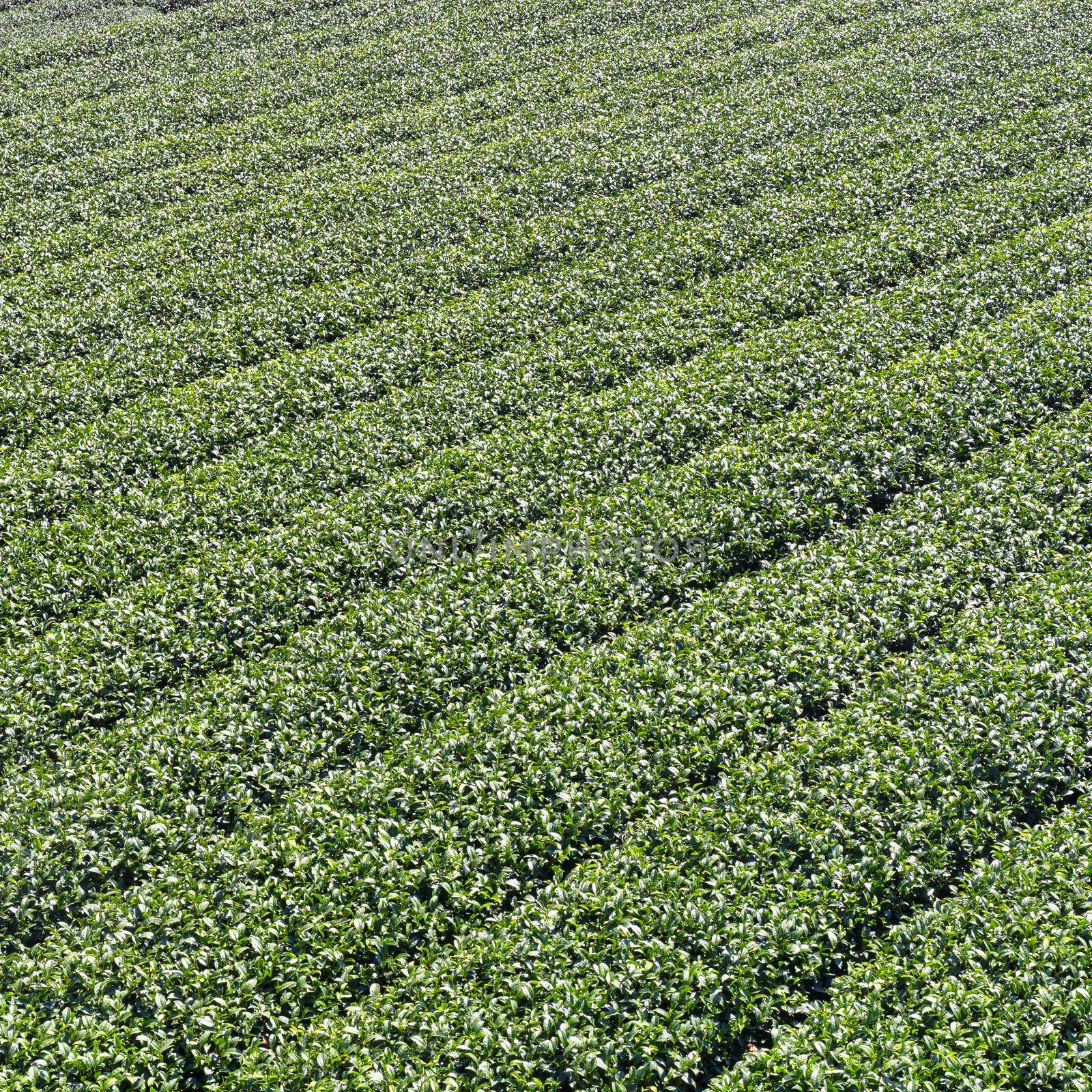 Beautiful tea garden rows scene isolated with blue sky and cloud, design concept for the tea product background, copy space, aerial view