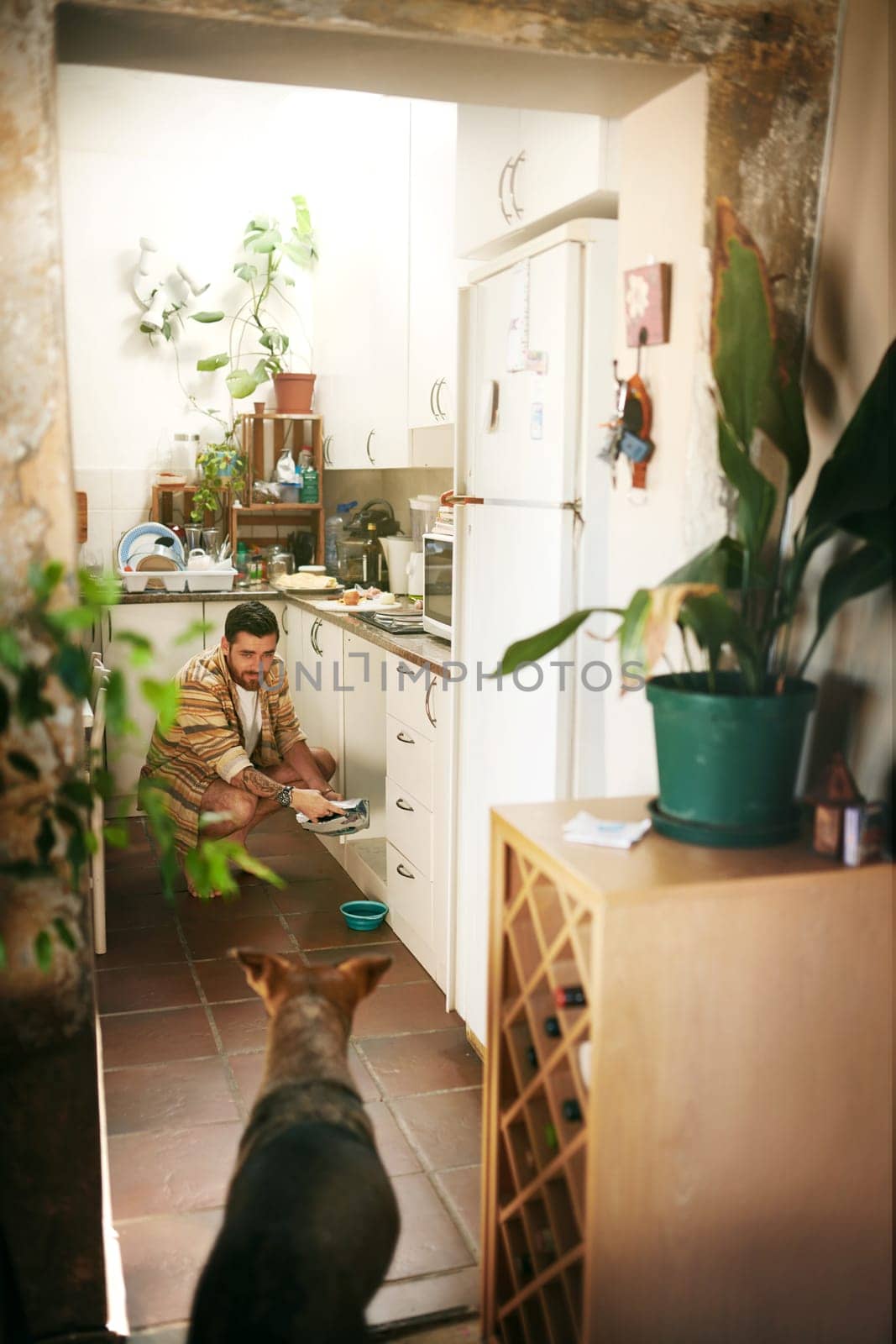 What are you doing human. a cheerful young man calling his dog to eat his food inside of the kitchen during the day