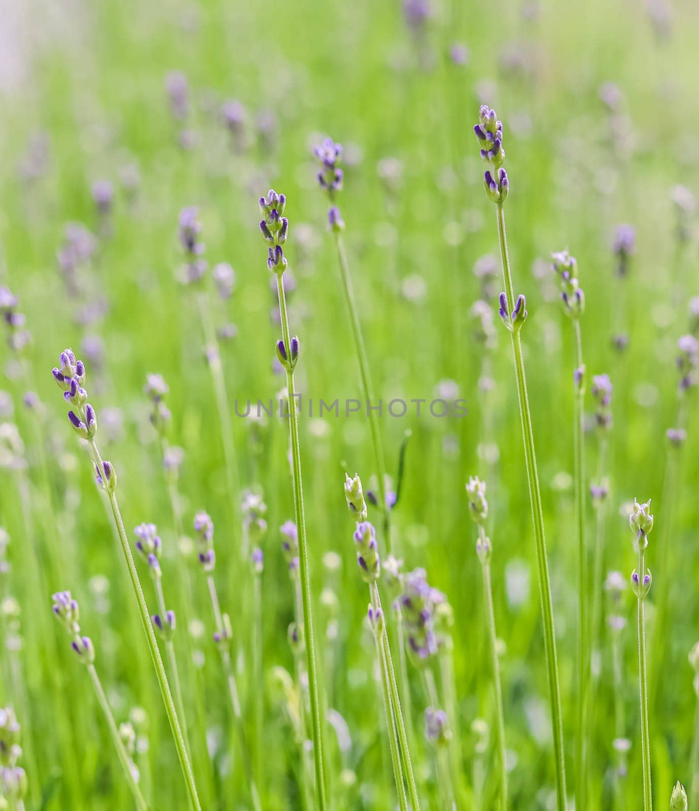 Soft focus on beautiful lavender buds in summer garden