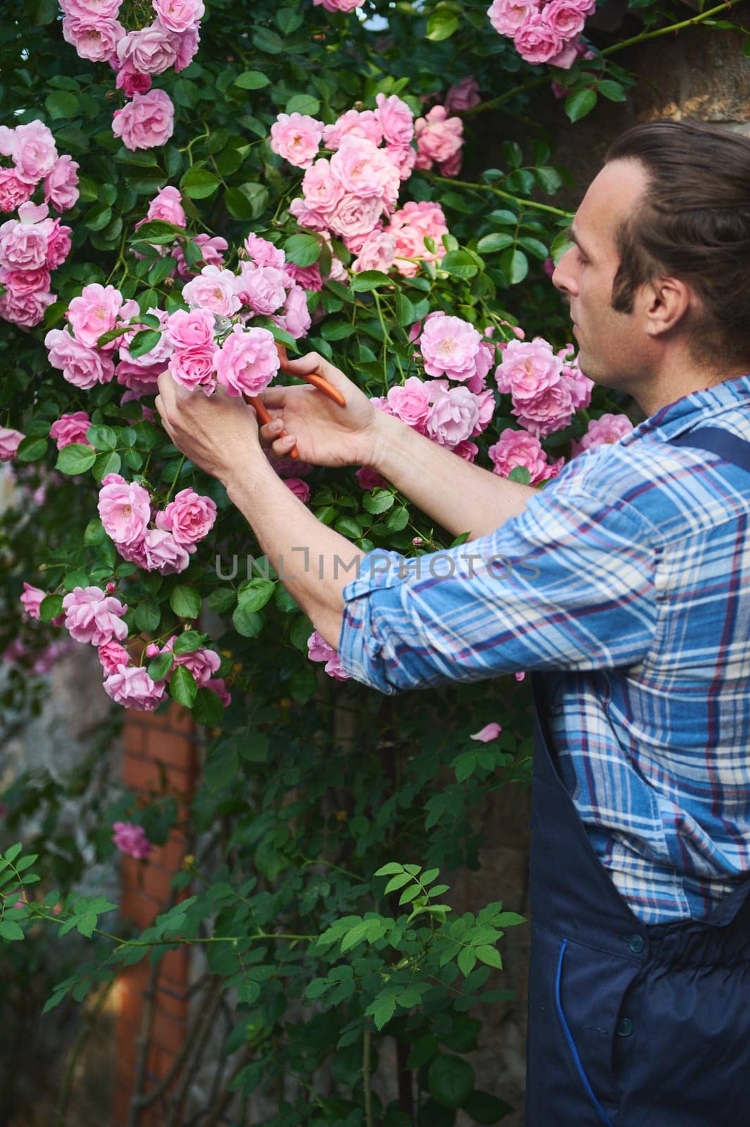 Handsome male gardener, landscaper, horticulturist, floriculturist cutting faded roses while tending the blooming bush, standing in the backyard of a mansion in summer. Exterior design. Landscaping