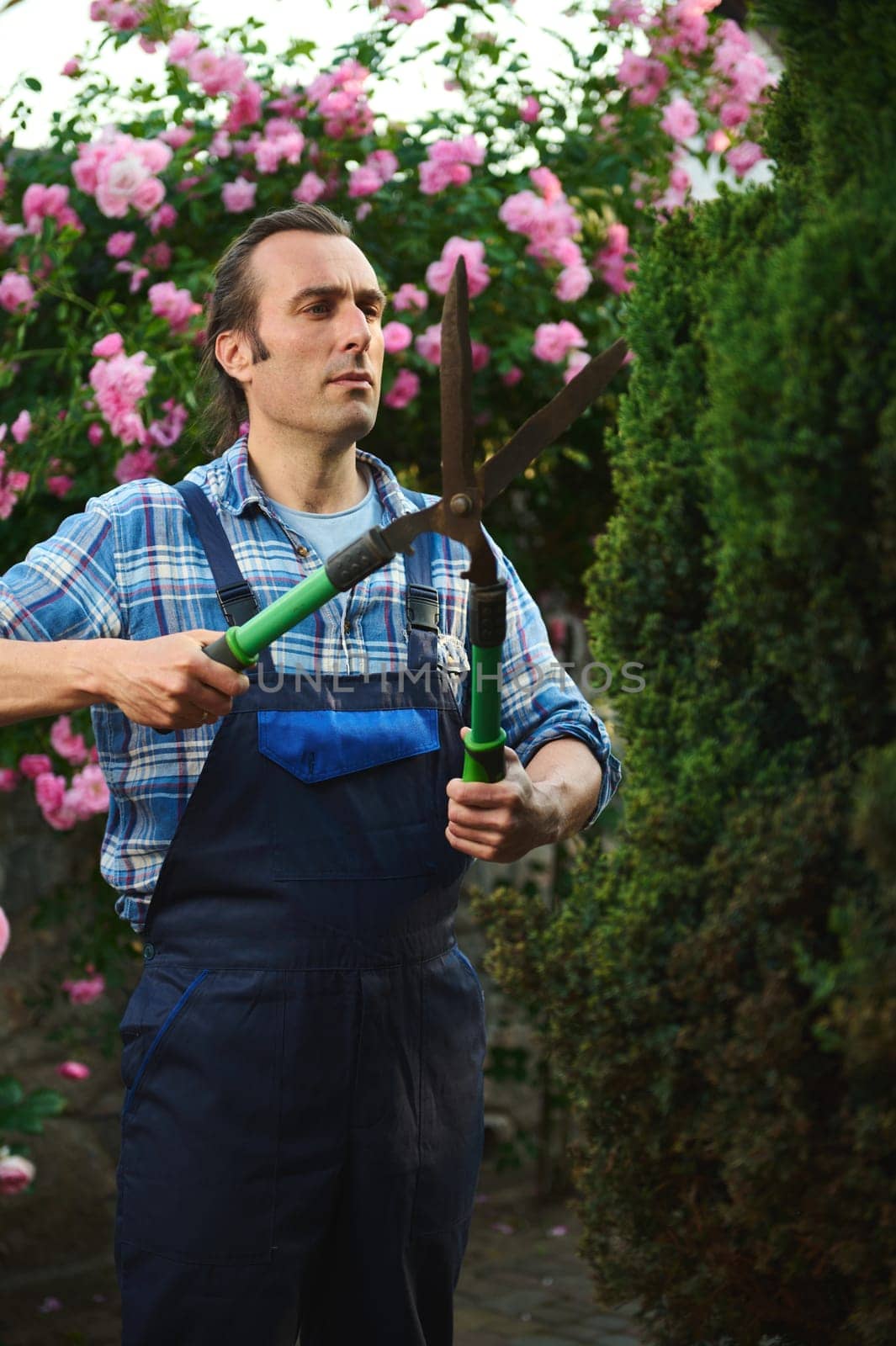 Professional male gardener in blue uniform, using pruners, cutting a hedge in courtyard of a mansion. Garden decoration by artgf