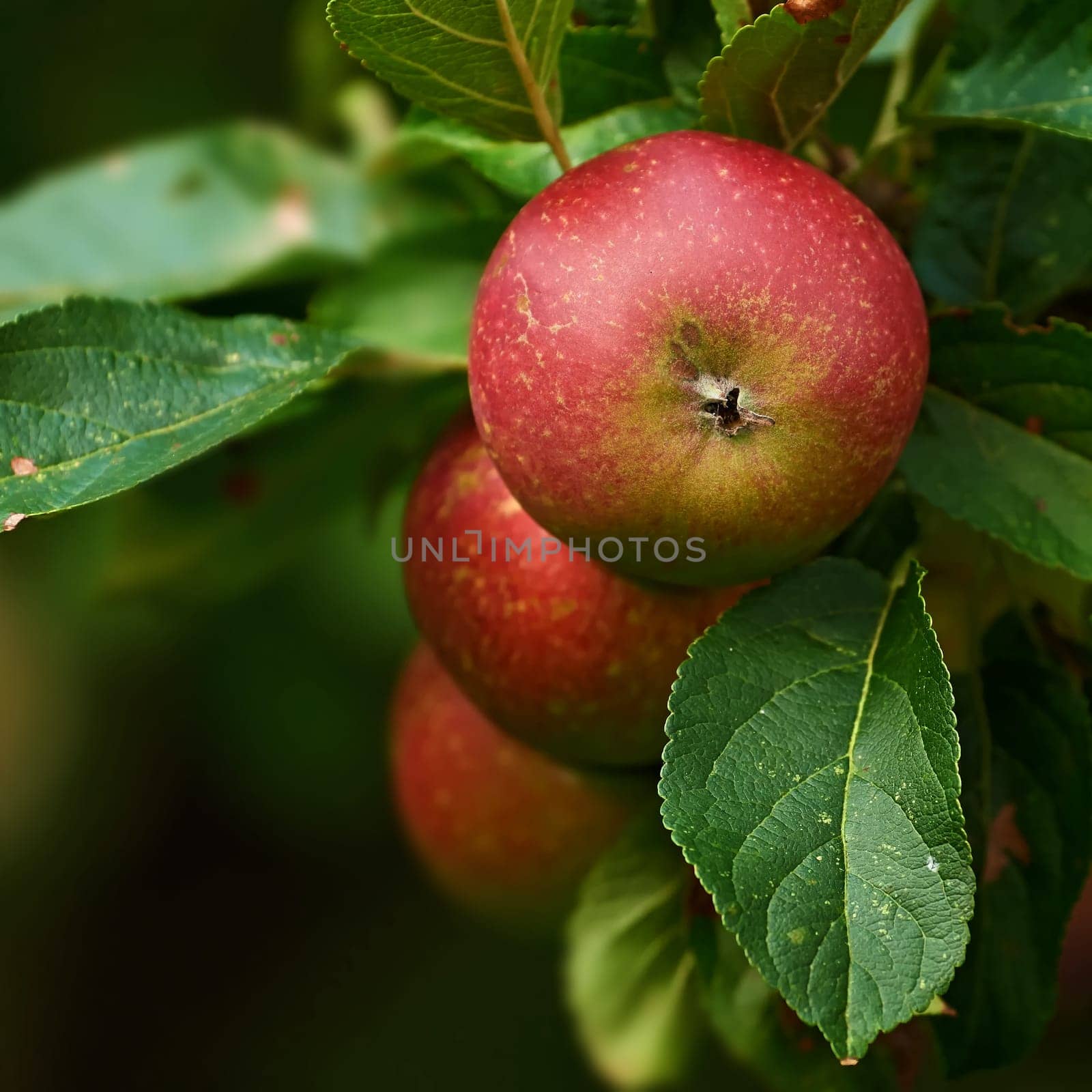 Apple plants, nature and fruit product growth outdoor on countryside with farming produce. Fruits, red apples and green leaf on a tree outside on a farm for agriculture and sustainable production.