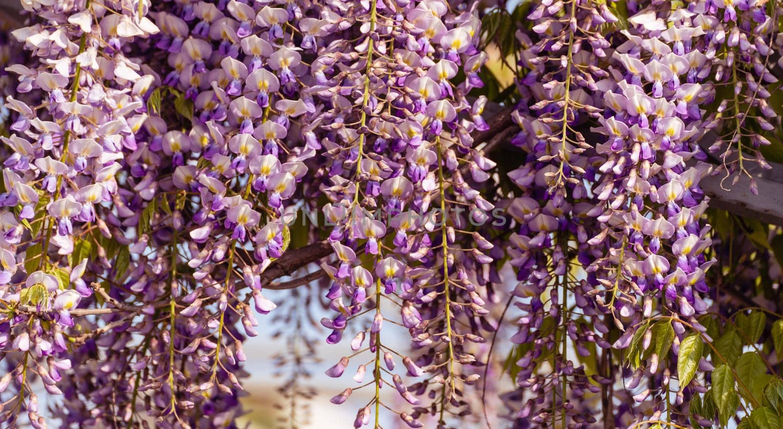 Blooming Wisteria Sinensis with scented classic purple flowersin full bloom in hanging racemes closeup. Garden with wisteria in spring.