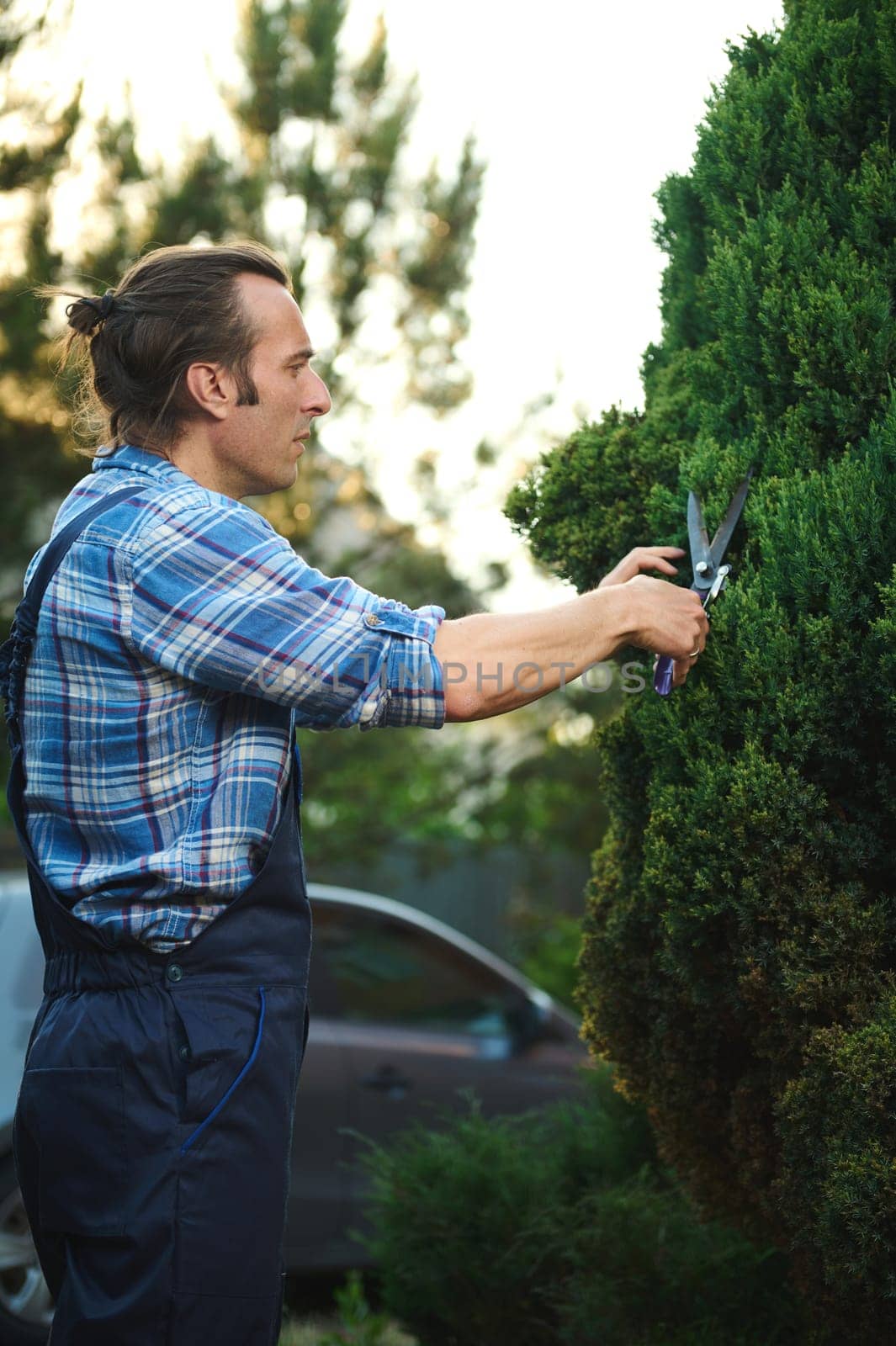 Side waist up portrait of Latin American man in work outfit, handsome competent professional male gardener pruning decorative bushes with trimming shears, maintaining the landscaping of mansion yard.