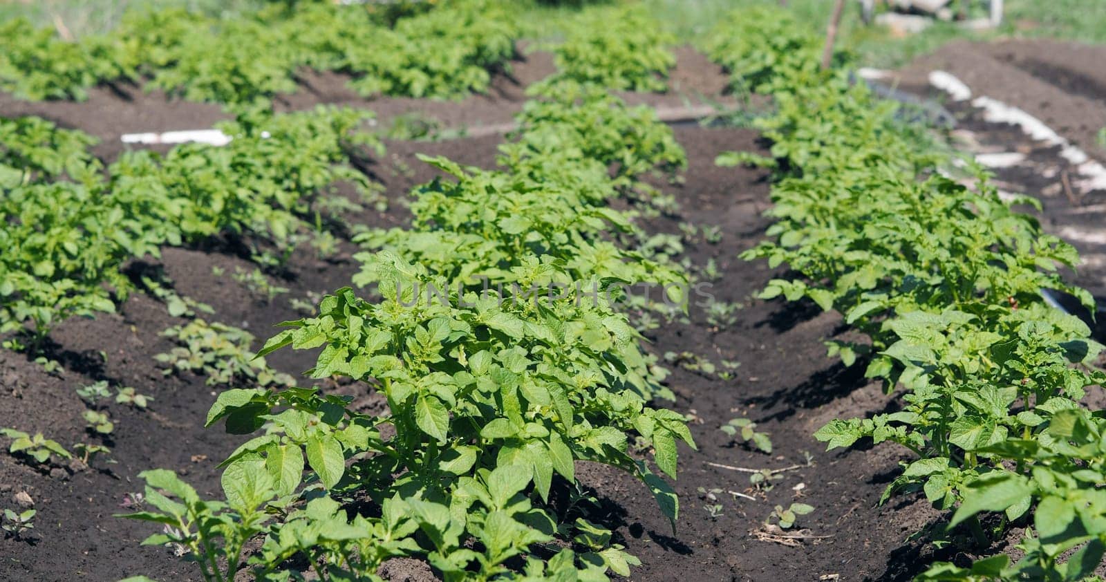 Potato grows in a garden bed under the open sky.Agricultural background