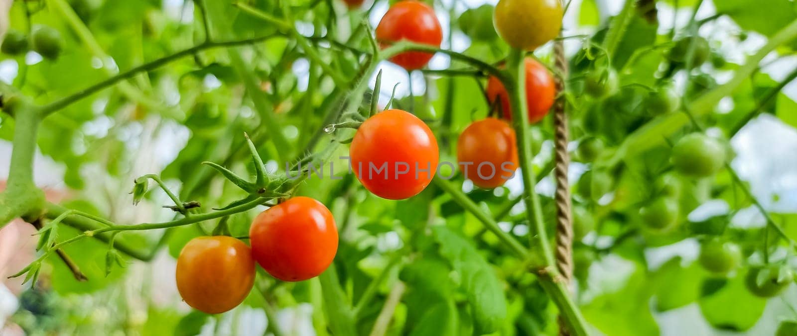 Ripe tomatoes growing on the branches - cultivated in the garden