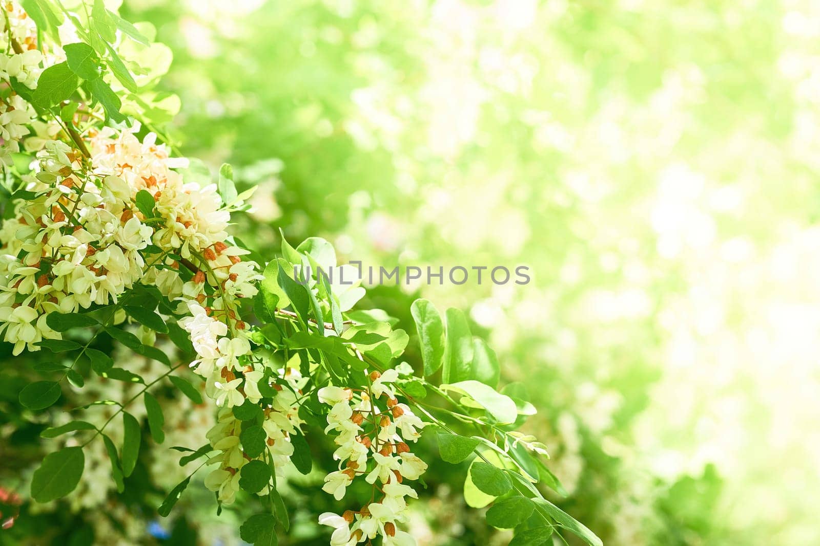 a tree or shrub of warm climates that bears spikes or clusters of yellow or white flowers and is frequently thorny