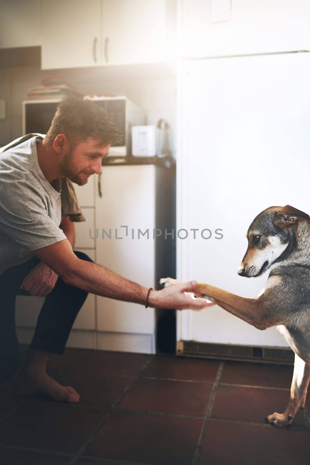 So well behaved. a cheerful young man shaking his adorable dogs paw inside of the kitchen during the day. by YuriArcurs