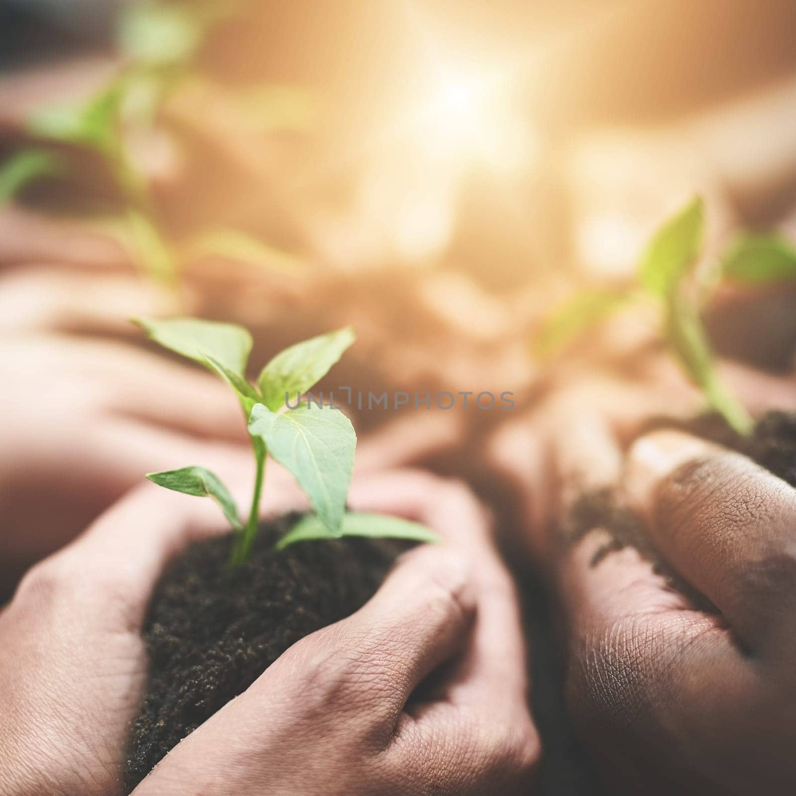 Teamwork makes a business flourish. a group of people holding plants growing out of soil