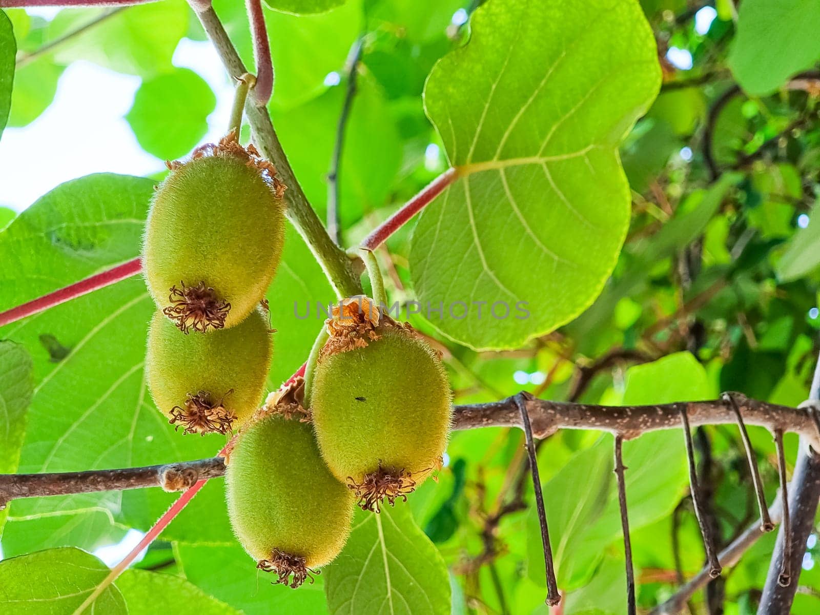 Kiwi picking season. Kiwi on a kiwi tree plantation with with huge clusters of fruits. Garden with trees and organic fruits. Solar light and leaf movement.