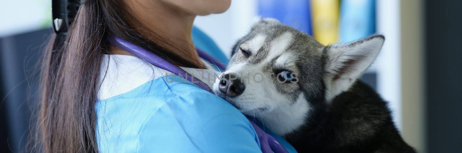 Veterinarian is holding small husky dog with eye problem by kuprevich
