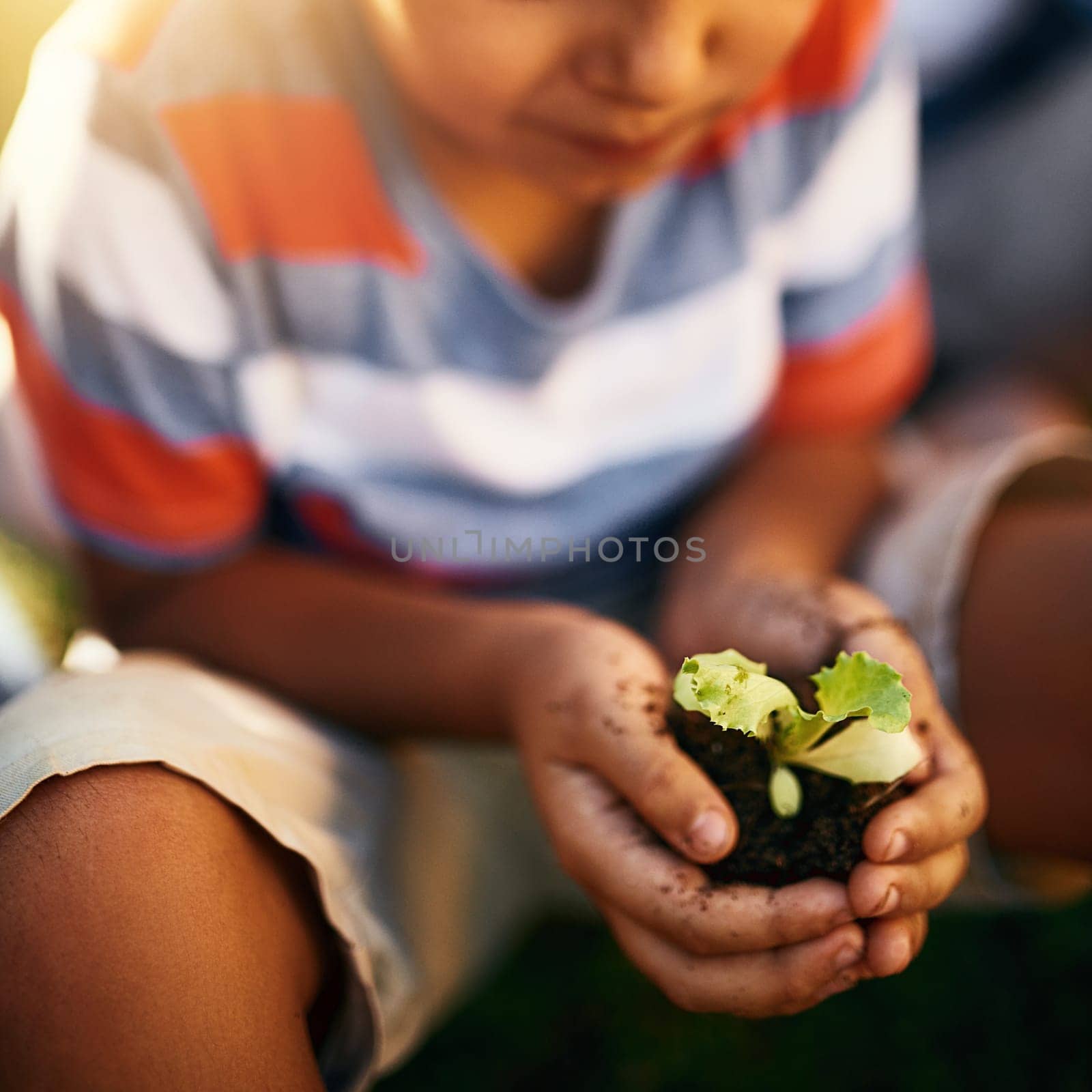 Hands of child, soil or plant in garden for sustainability, agriculture care or farming development. Backyard, natural growth or closeup of blurry kid hand holding sand or planting for learning agro.
