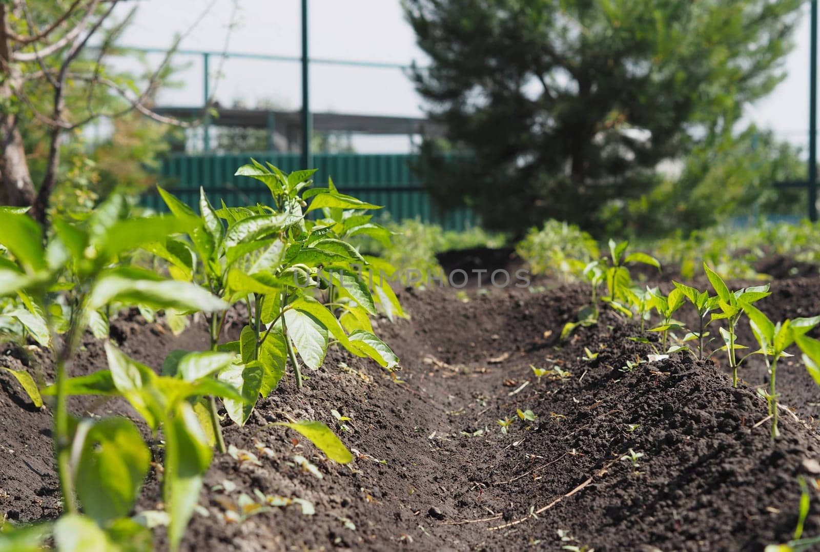 Natural vegetable green background. Young pepper plants grow in a garden bed in the open. Concept of growing vegetables