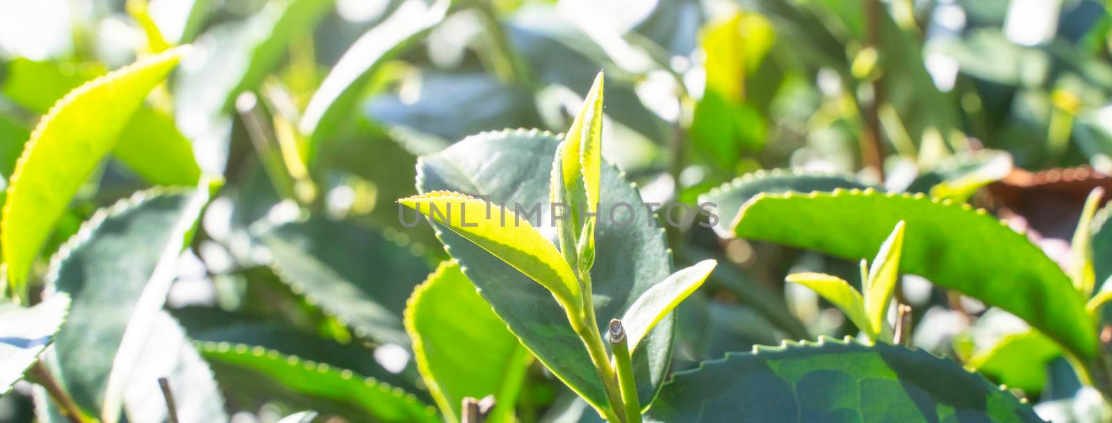 Beautiful green tea crop garden rows scene with blue sky and cloud, design concept for the fresh tea product background, copy space.