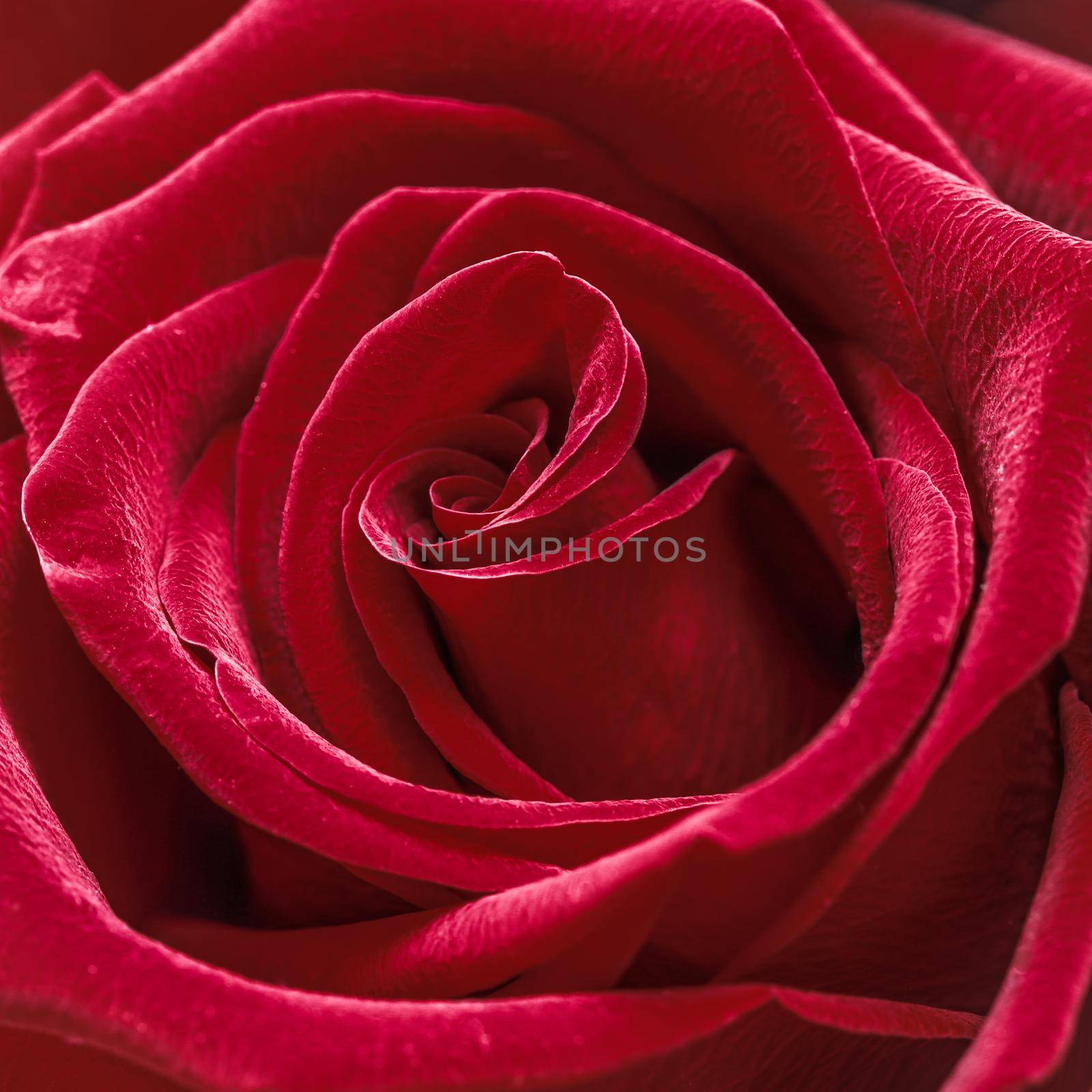 Beautiful red rose. Perfect background for a greeting card by Olayola