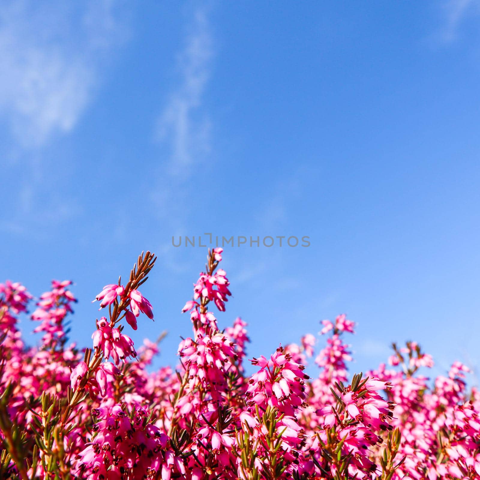 Beautiful pink flowers in spring against blue sky