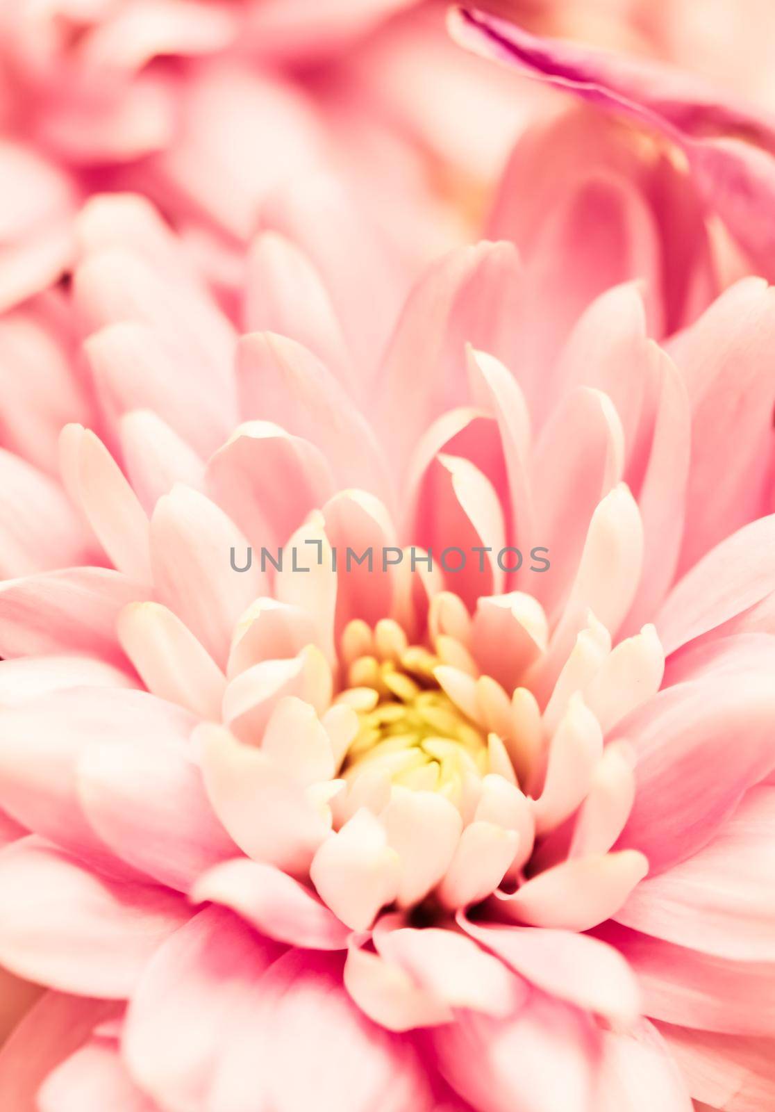 Abstract floral background, pink chrysanthemum flower. Macro flowers backdrop for holiday brand design by Olayola