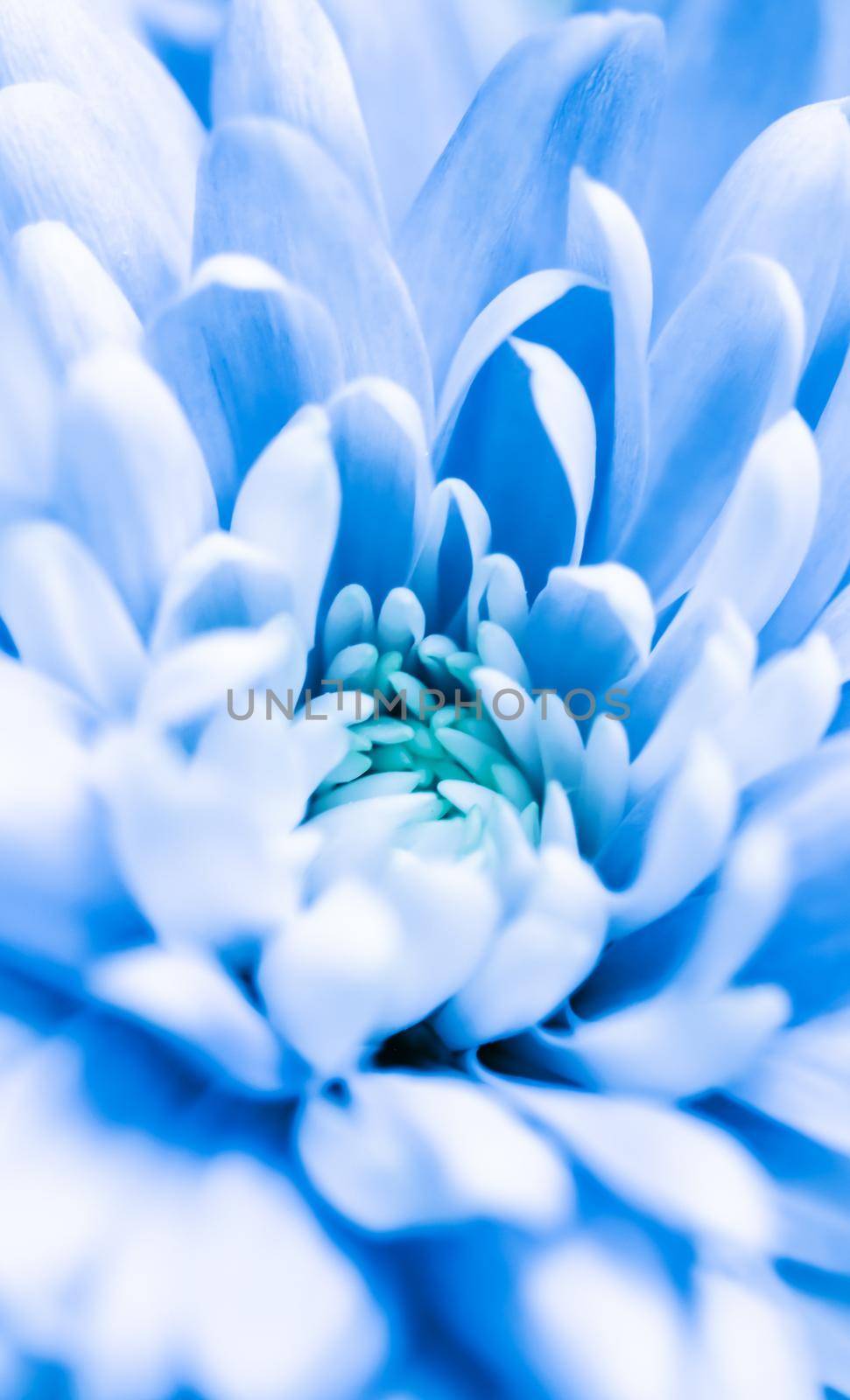 Abstract floral background, blue chrysanthemum flower. Macro flowers backdrop for holiday brand design by Olayola