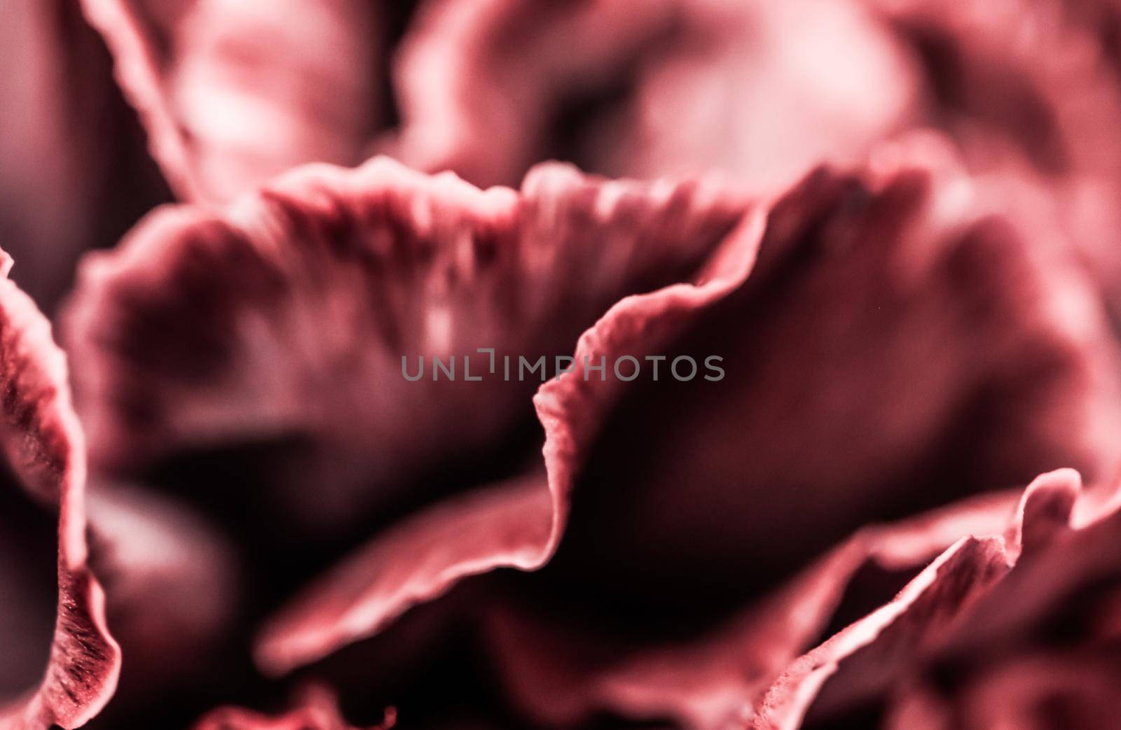 Abstract floral background, pink carnation flower. Macro flowers backdrop for holiday brand design by Olayola