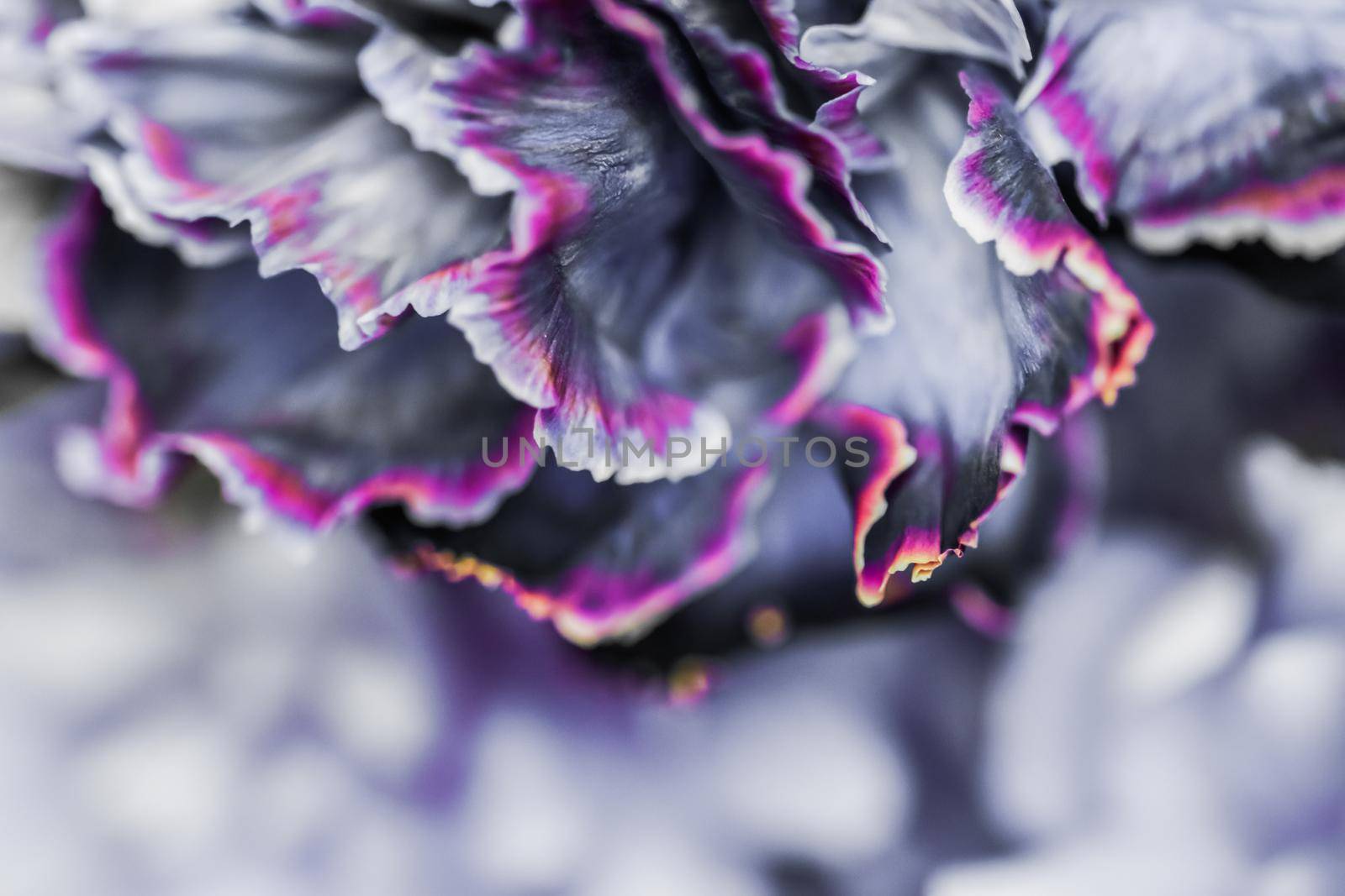 Abstract floral background, black carnation flower. Macro flowers backdrop for holiday brand design by Olayola