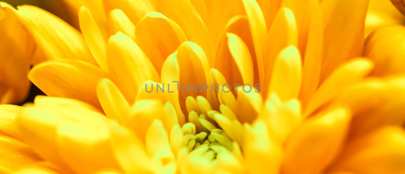 Abstract floral background, yellow chrysanthemum flower. Macro flowers backdrop for holiday brand design by Olayola