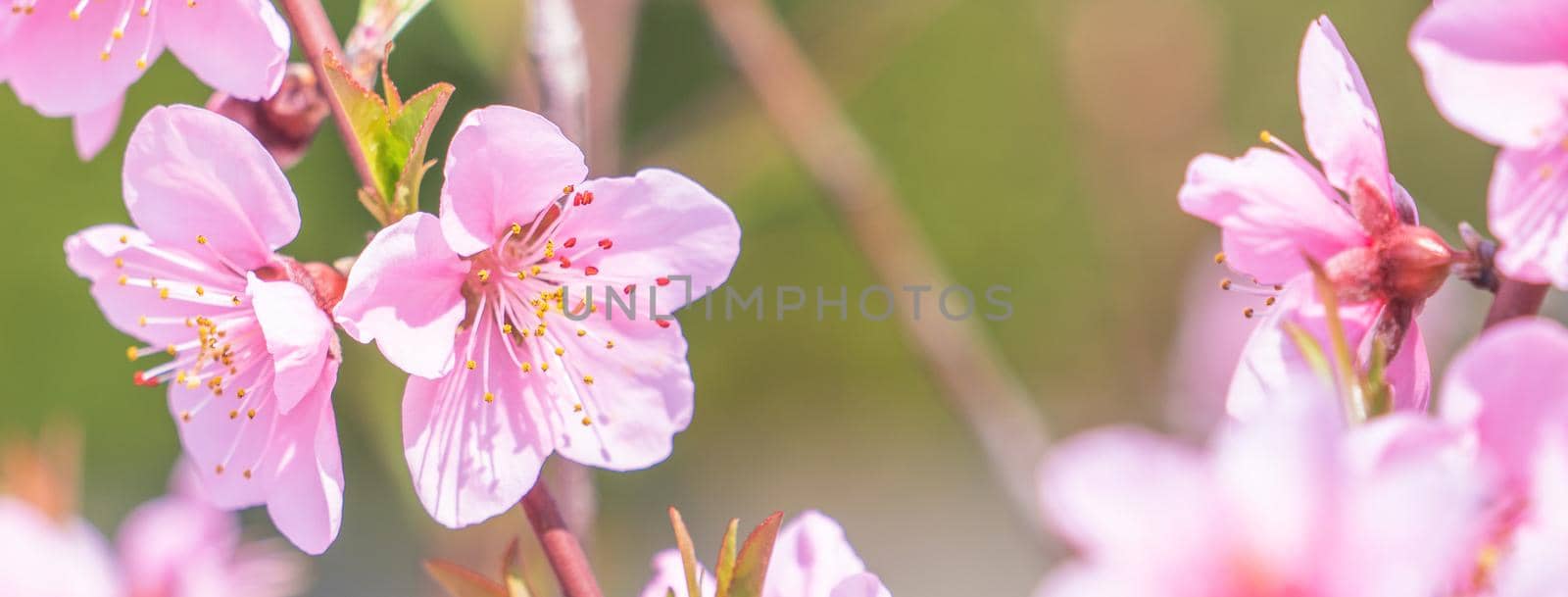 Beautiful and elegant pale light pink peach blossom flower on the tree branch at a public park garden in Spring, Japan. Blurred background. by ROMIXIMAGE