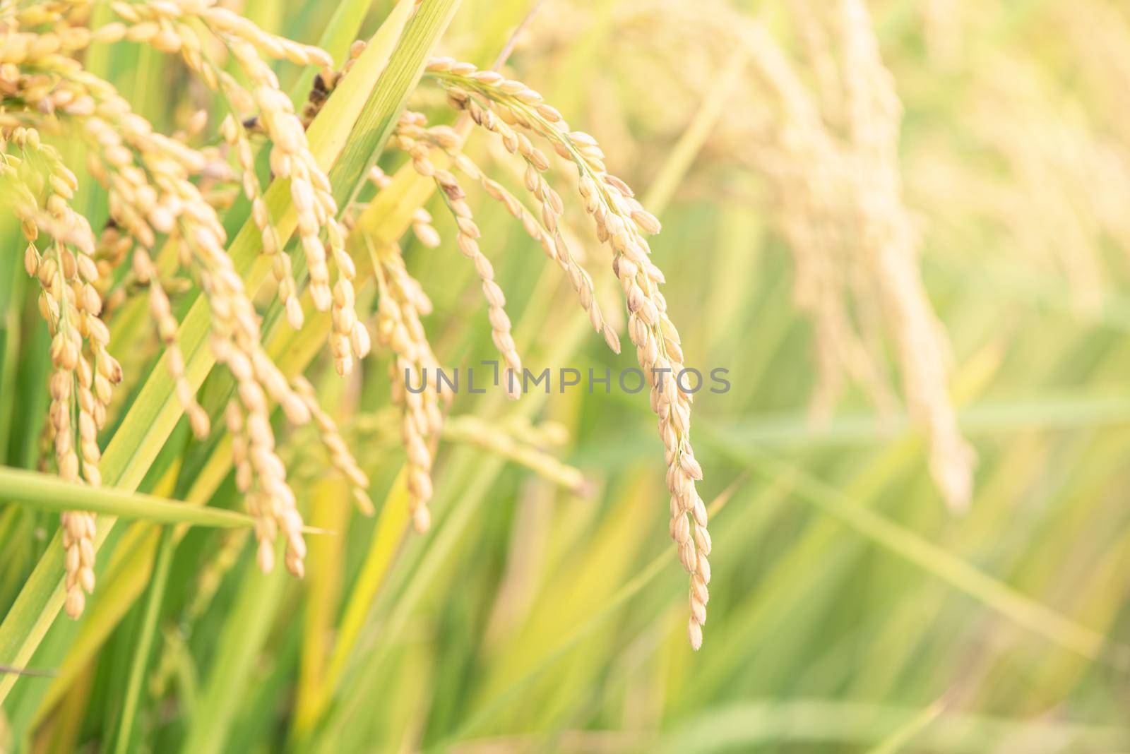 Yellow paddy field swaying over sunset day time in Asia. Raw short grain rice crop stalk, ears detals, organic agriculture farming concept, close up.