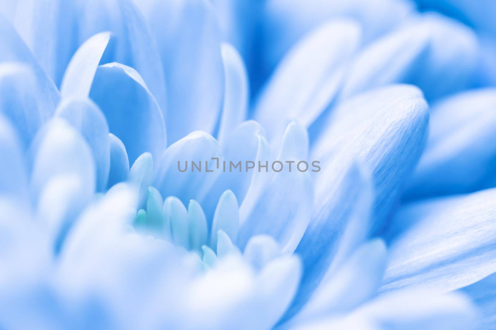 Abstract floral background, blue chrysanthemum flower. Macro flowers backdrop for holiday brand design by Olayola