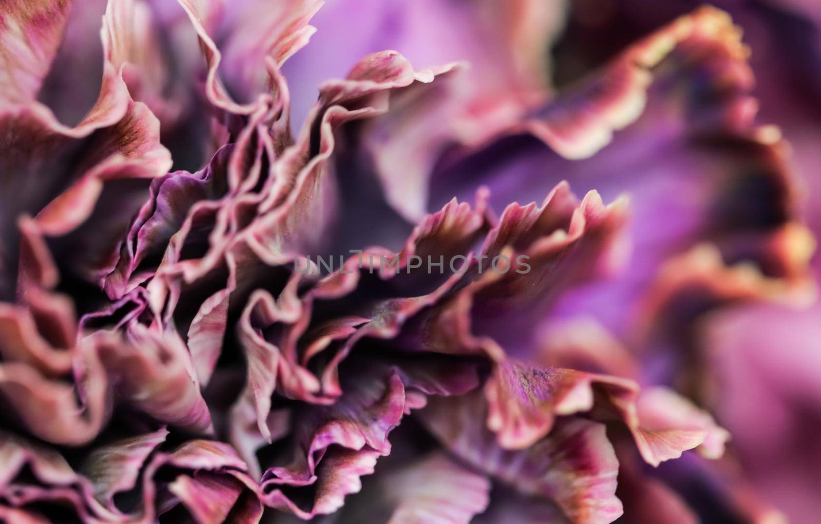 Abstract floral background, purple carnation flower. Macro flowers backdrop for holiday brand design by Olayola