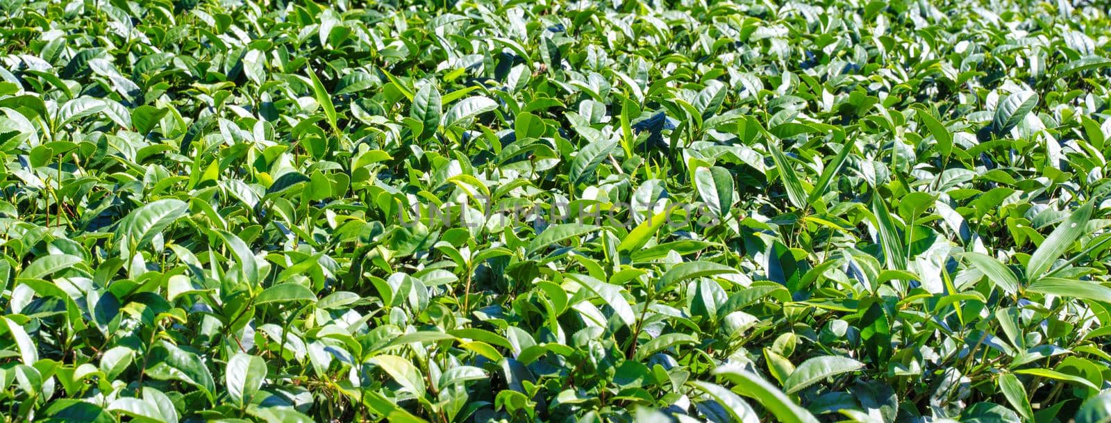 Beautiful green tea crop leaf in the morning with sun flare sunlight, fresh sprout on the tree plant design concept, close up, macro.