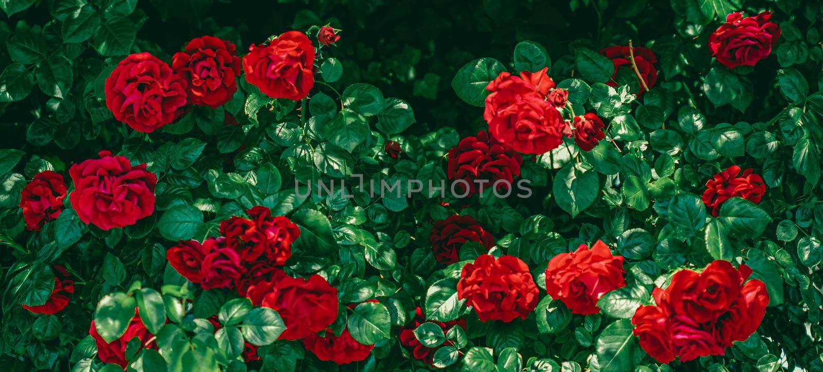 Red roses in beautiful flower garden as floral background.