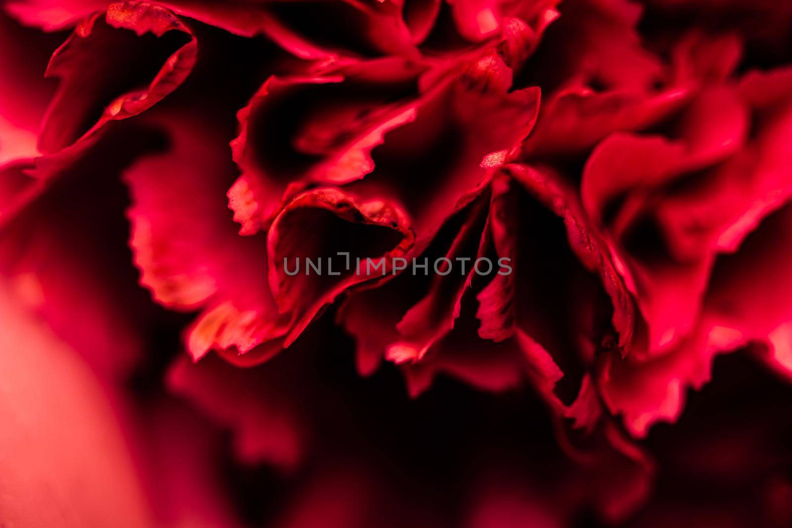 Retro art, vintage card and botanical concept - Abstract floral background, red carnation flower petals. Macro flowers backdrop for holiday brand design