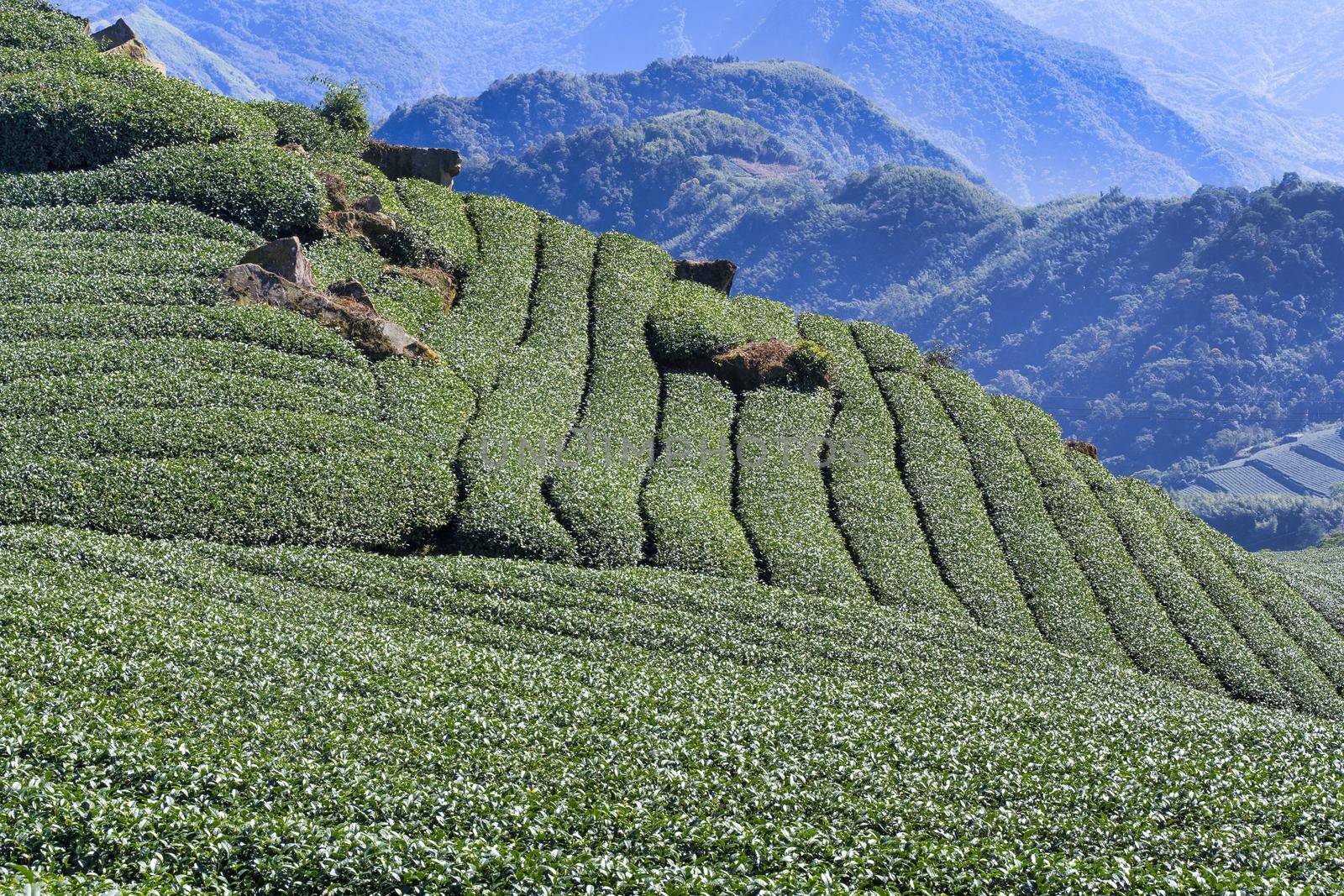 Beautiful tea garden rows scene isolated with blue sky and cloud, design concept for the tea product background, copy space, aerial view