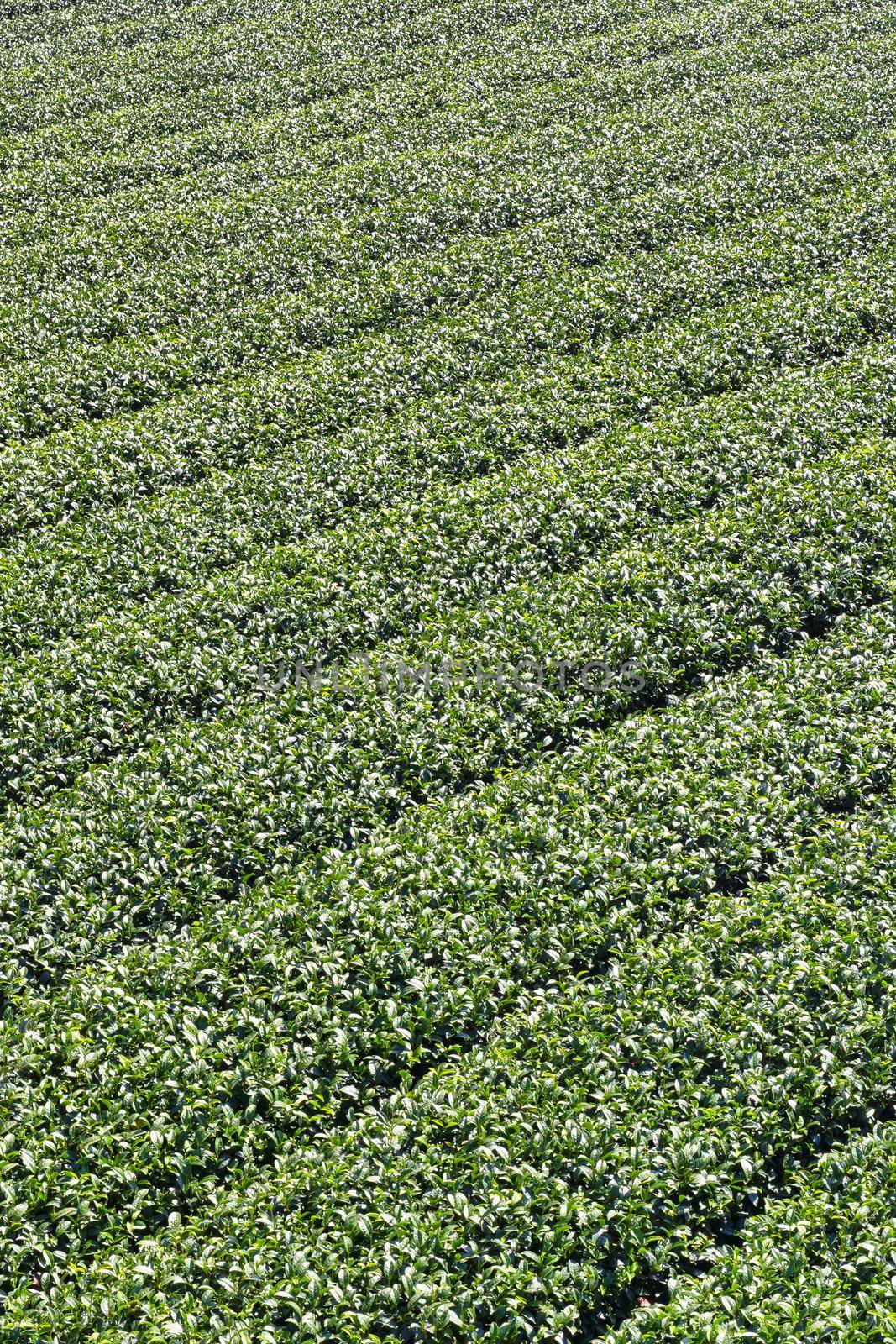 Beautiful green tea crop garden rows scene with blue sky and cloud, design concept for the fresh tea product background, copy space.