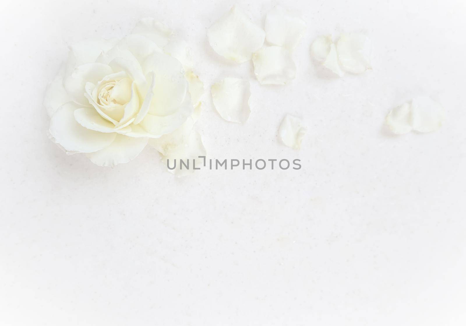 Beautiful white rose and petals on white background. Ideal for greeting cards for wedding, birthday, Valentine's Day, Mother's Day