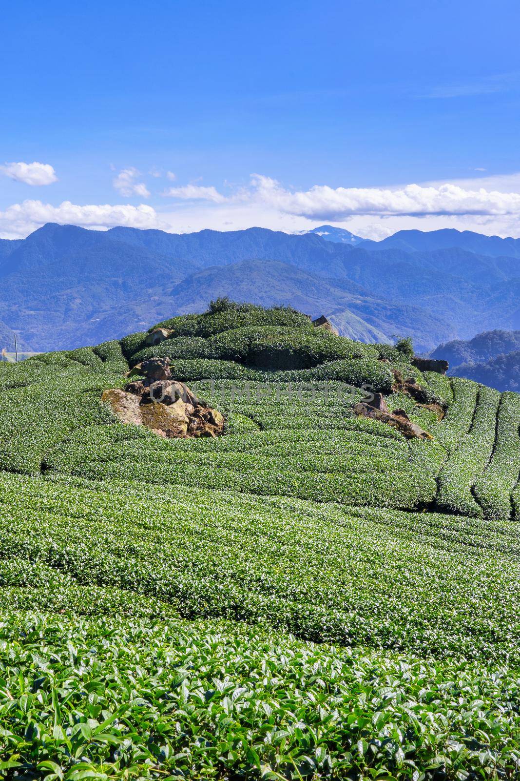 Beautiful tea garden rows scene isolated with blue sky and cloud, design concept for the tea product background, copy space, aerial view