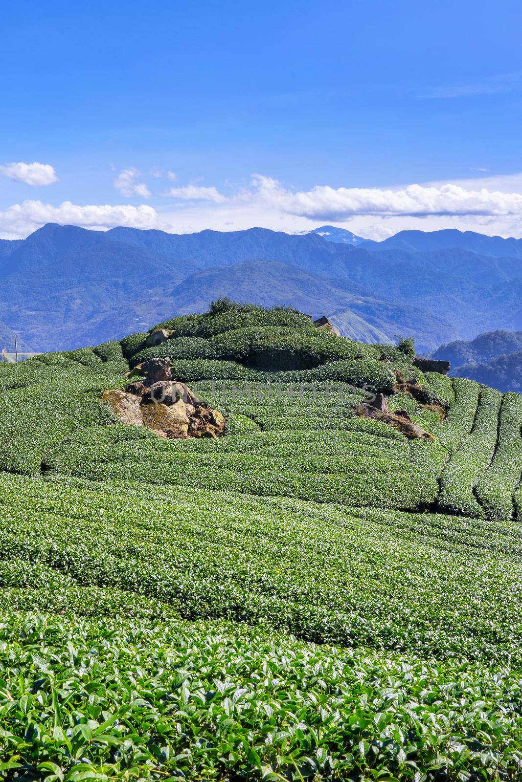 Beautiful tea garden rows scene isolated with blue sky and cloud, design concept for the tea product background, copy space, aerial view by ROMIXIMAGE