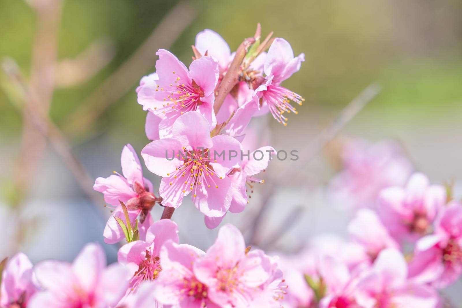 Beautiful and elegant pale light pink peach blossom flower on the tree branch at a public park garden in Spring, Japan. Blurred background.