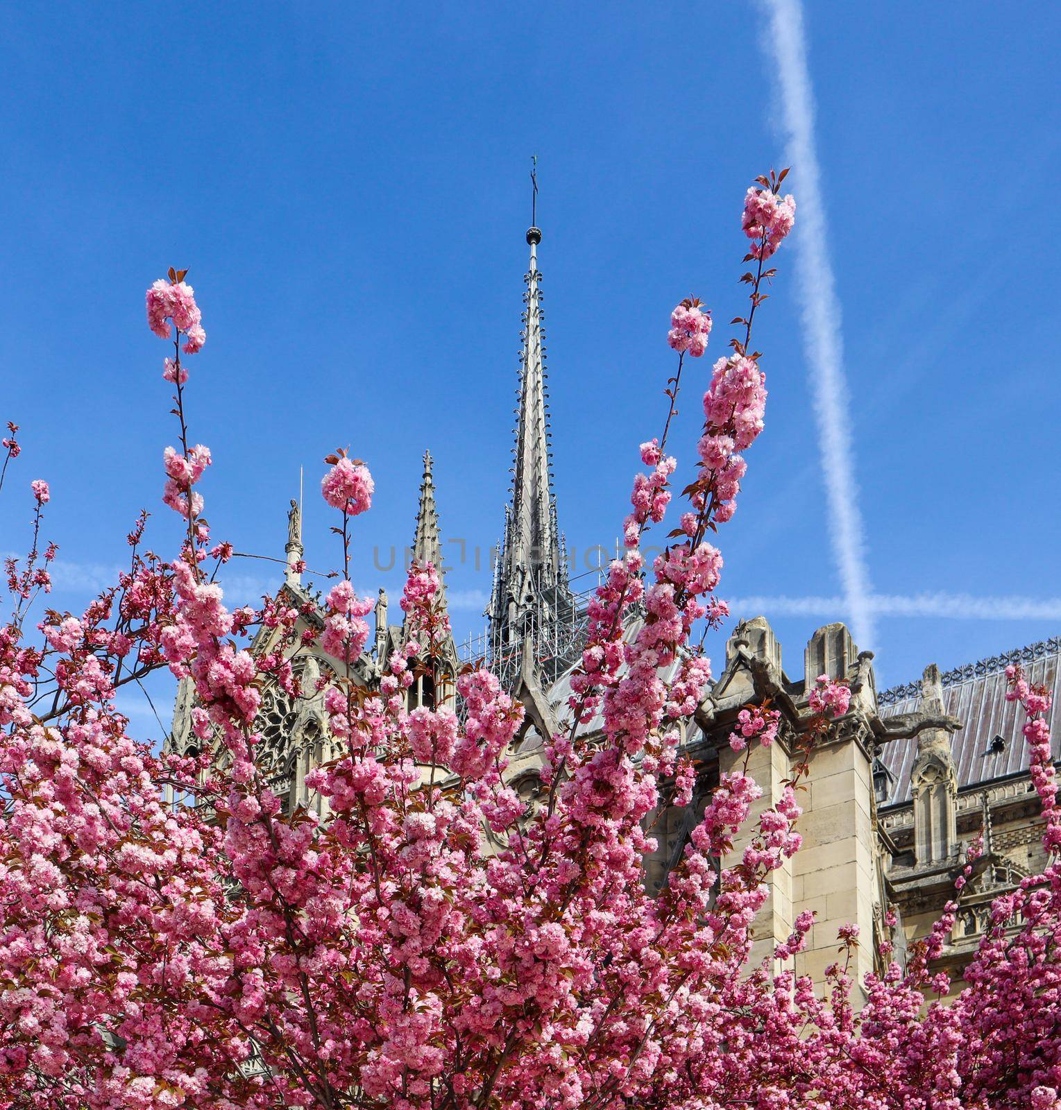 Paris / France - April 05 2019. Notre Dame Cathedral in cherry blossom. Before the fire