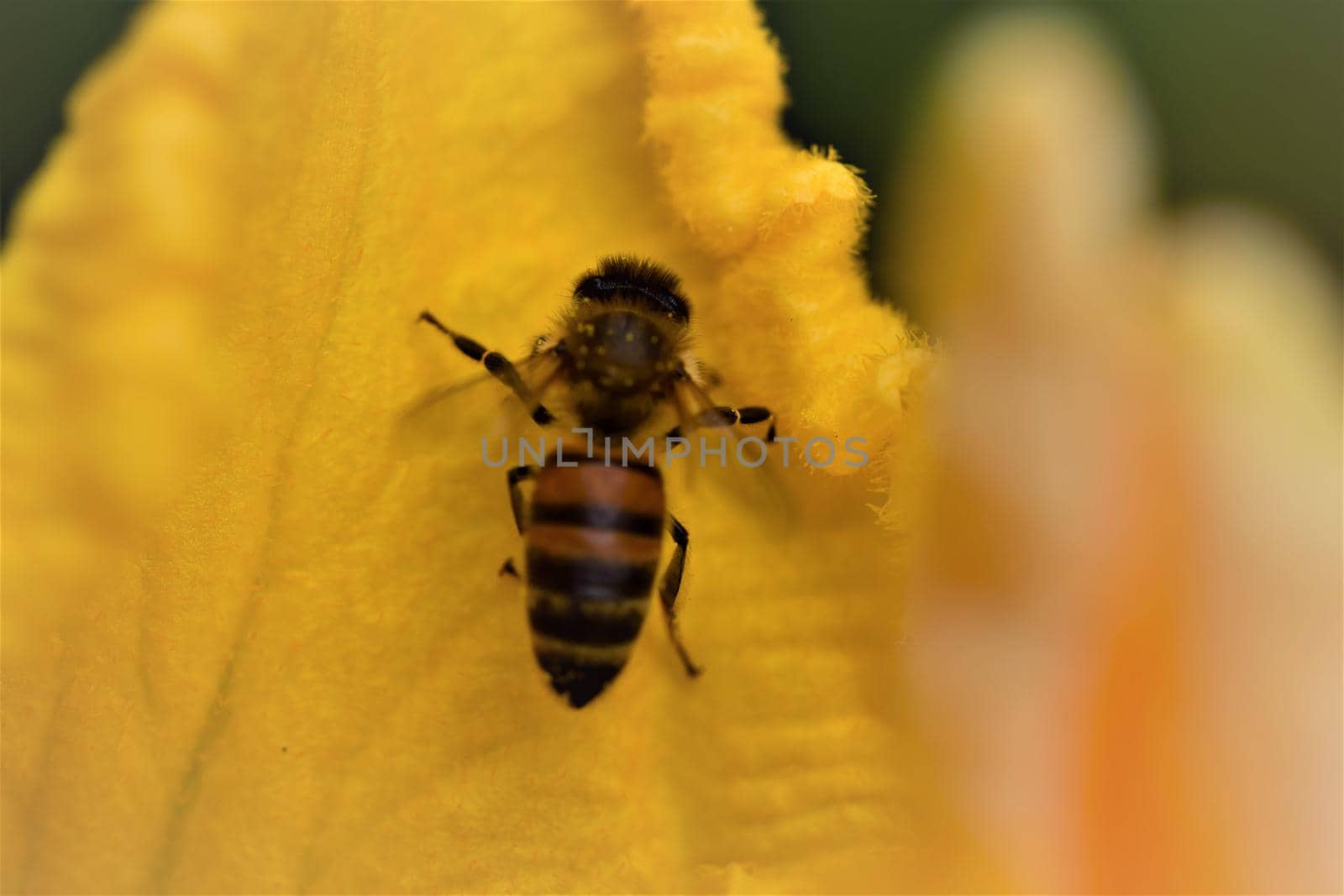 Honey bee in a yellow pumkin blossom as a close up
