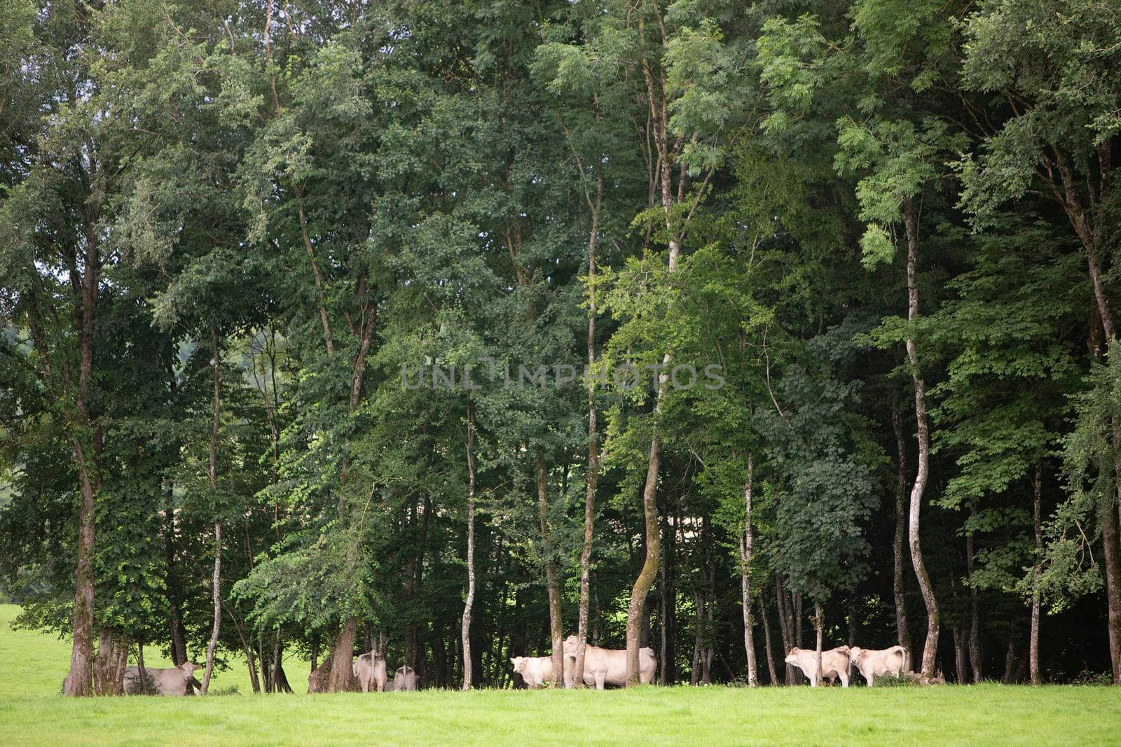 calves and white cows between trees of forest in french countryside of ardennes region