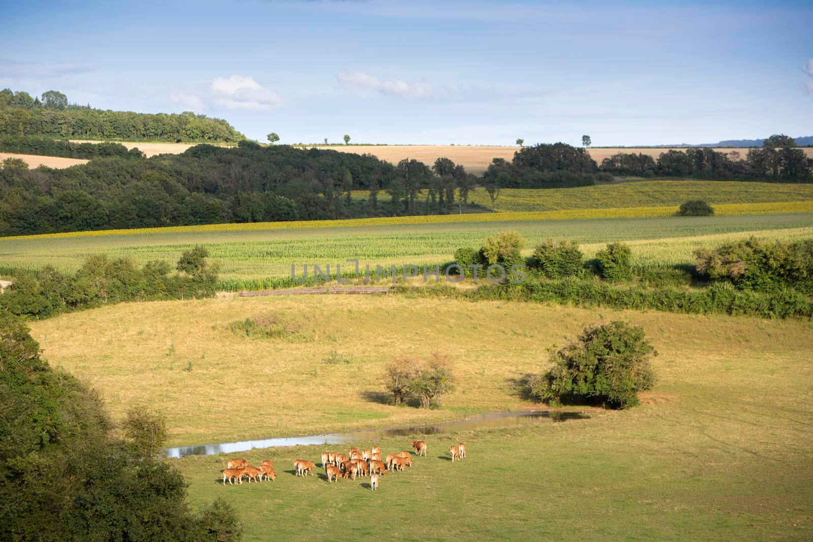 cows in beautiful landscape of french morvan in burgundy under blue sky in summer by ahavelaar