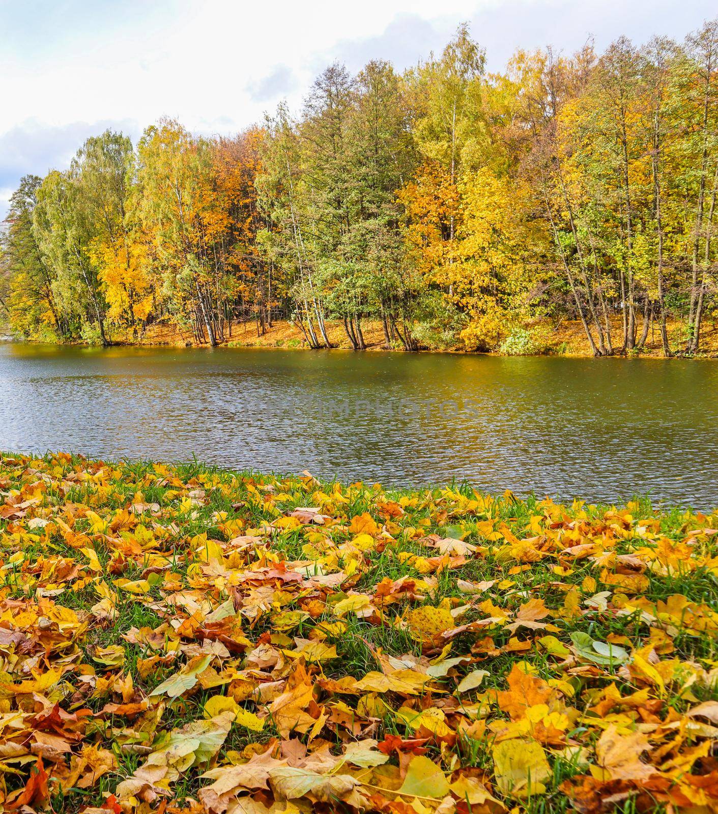 Falling yellow leaves on green grass by a lake on an autumn sunny day. Autumn background