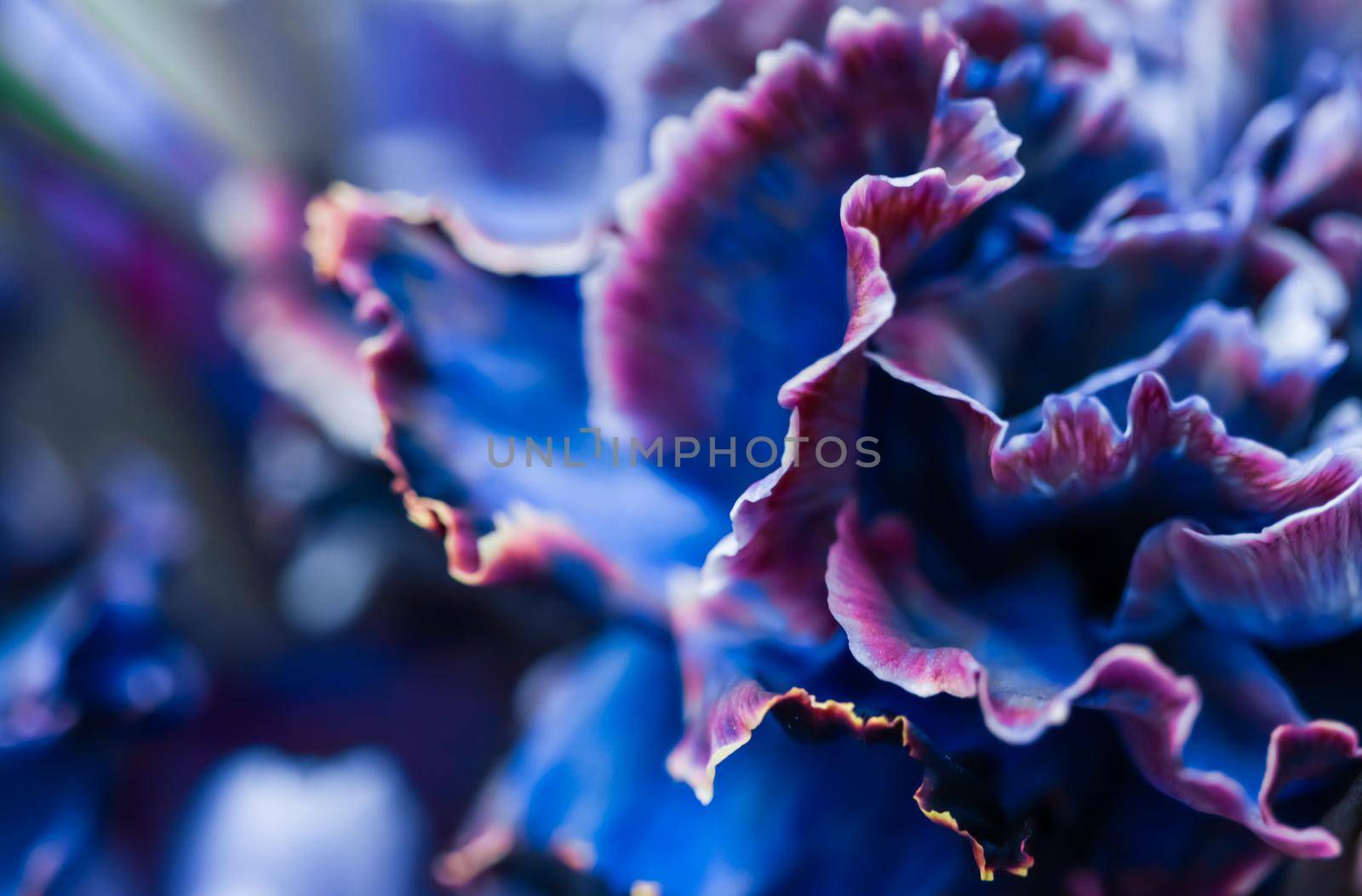 Abstract floral background, blue carnation flower. Macro flowers backdrop for holiday brand design by Olayola